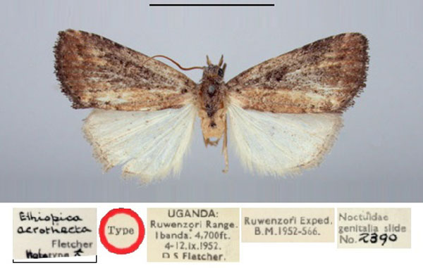 /filer/webapps/moths/media/images/A/acrothecta_Ethiopica_HT_BMNH.jpg