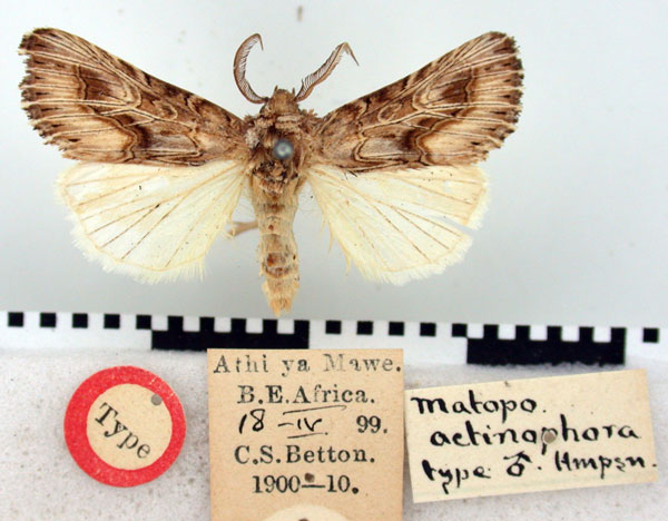 /filer/webapps/moths/media/images/A/actinophora_Matopo_HT_BMNH.jpg