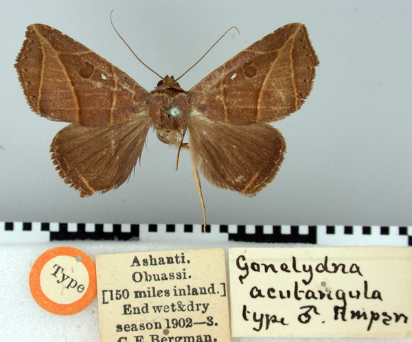 /filer/webapps/moths/media/images/A/acutangula_Gonelydna_HT_BMNH.jpg