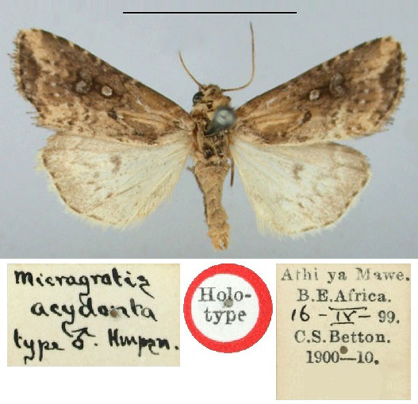 /filer/webapps/moths/media/images/A/acydonta_Micragrotis_HT_BMNH.jpg