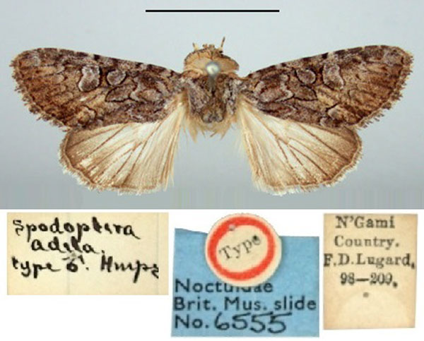 /filer/webapps/moths/media/images/A/adela_Spodoptera_HT_BMNH.jpg