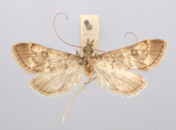 /filer/webapps/moths/media/images/A/adelalis_Dolicharthria_HT_BMNH.jpg