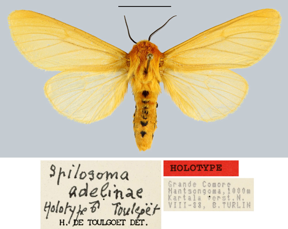 /filer/webapps/moths/media/images/A/adelinae_Spilosoma_HT_MNHN.jpg