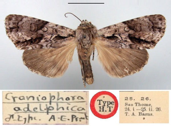 /filer/webapps/moths/media/images/A/adelphica_Craniophora_HT_BMNH.jpg