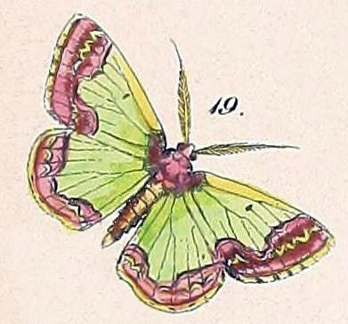 /filer/webapps/moths/media/images/A/adiposata_Euchloris_HT_Felder_1875_127-19.jpg