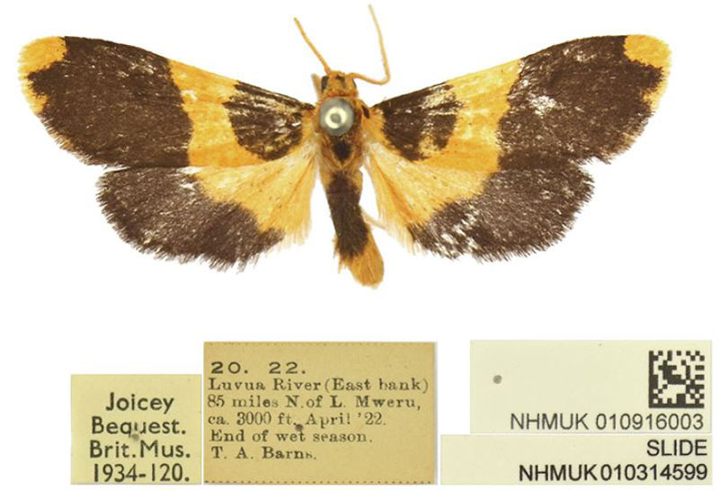 /filer/webapps/moths/media/images/A/admiranda_Tumicla_HT_BMNH.jpg