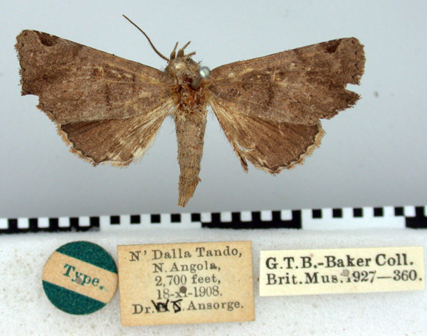 /filer/webapps/moths/media/images/A/adoxodes_Eutelia_HT_BMNH.jpg