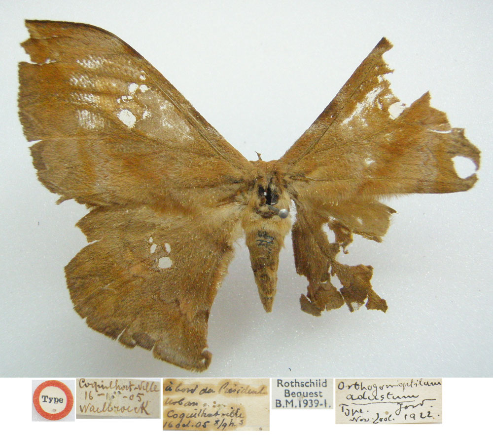 /filer/webapps/moths/media/images/A/adustum_Orthogonioptilum_HT_BMNH.jpg