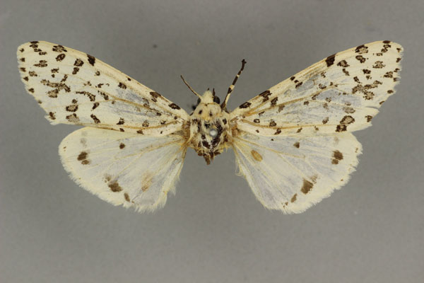 /filer/webapps/moths/media/images/A/aequalis_Alpenus_HT_BMNH.jpg