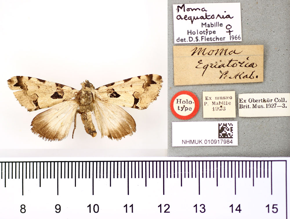 /filer/webapps/moths/media/images/A/aequatoria_Moma_HT_BMNH.jpg