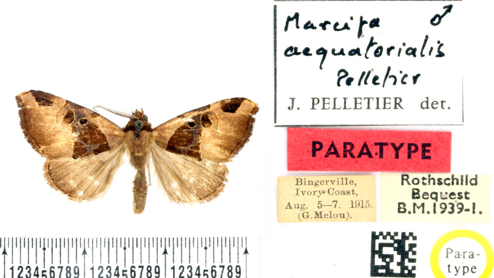 /filer/webapps/moths/media/images/A/aequatorialis_Marcipa_PTM_BMNH.jpg
