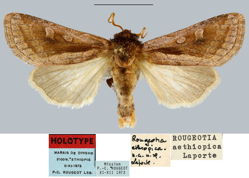 /filer/webapps/moths/media/images/A/aethiopica_Rougeotia_HT_MNHN.jpg