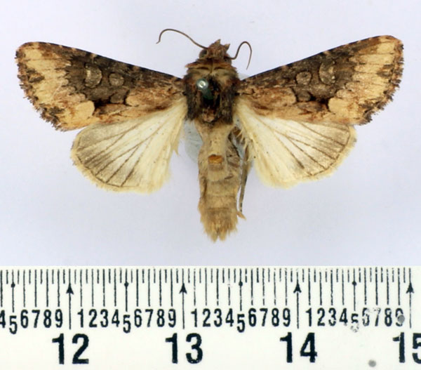 /filer/webapps/moths/media/images/A/aethiopica_Saalmuellerana_AM_BMNH.jpg