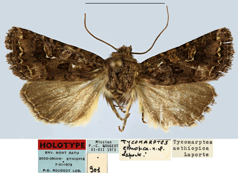 /filer/webapps/moths/media/images/A/aethiopica_Tycomarptes_HT_MNHN.jpg