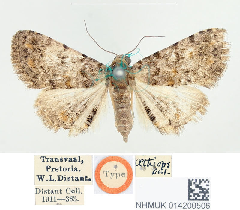 /filer/webapps/moths/media/images/A/aethiops_Epizeuxis_HT_BMNH.jpg