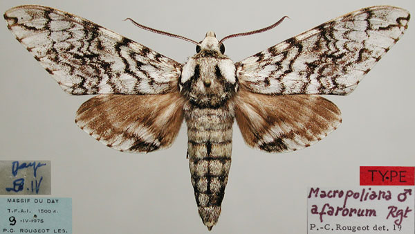 /filer/webapps/moths/media/images/A/afarorum_Macropoliana_HT_MNHN.jpg