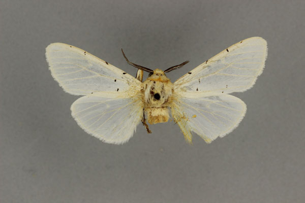 /filer/webapps/moths/media/images/A/affinis_Alpenus_HT_BMNH.jpg