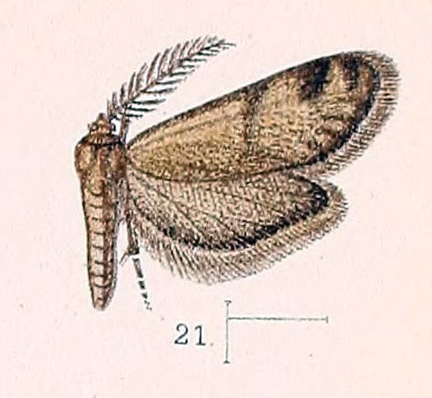 /filer/webapps/moths/media/images/A/affinis_Dissoctena_HT_Walsingham_4-21.jpg