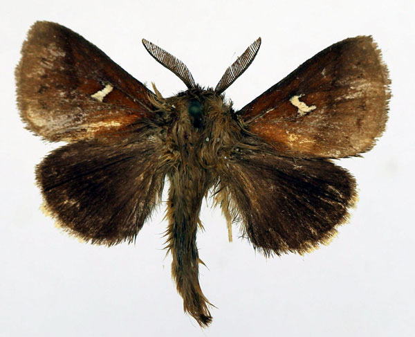 /filer/webapps/moths/media/images/A/affinis_Eupagopteryx_AM_Basquin.jpg