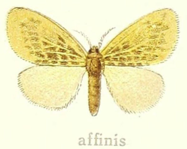 /filer/webapps/moths/media/images/A/affinis_Euproctillopsis_HT_Hering_28f.jpg