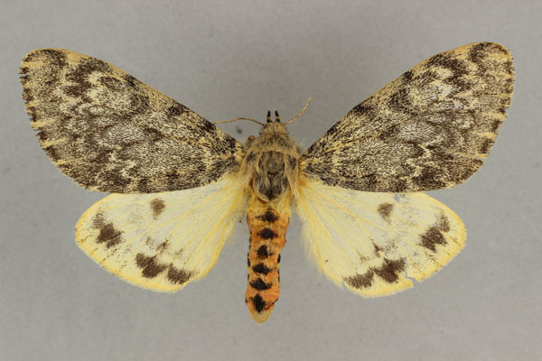 /filer/webapps/moths/media/images/A/affinis_Paramaenas_HT_BMNH.jpg