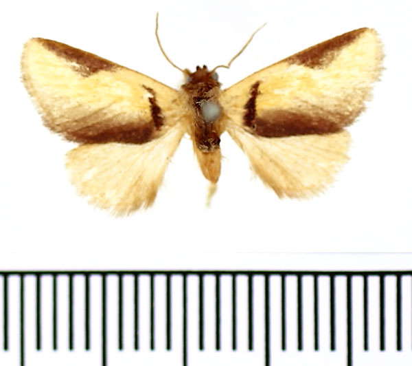 /filer/webapps/moths/media/images/A/afflata_Perola_A_BMNH_01.jpg