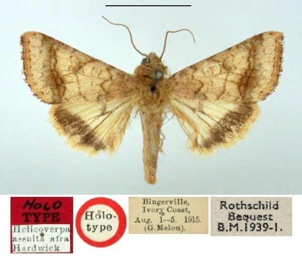 /filer/webapps/moths/media/images/A/afra_Helicoverpa_HT_BMNH.jpg