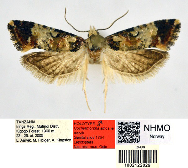 /filer/webapps/moths/media/images/A/africana_Cochylimorpha_HT_NHMO.jpg
