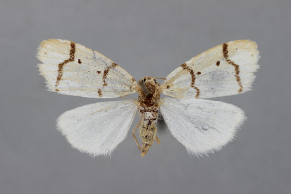 /filer/webapps/moths/media/images/A/africana_Cyana_PLT_BMNH.jpg