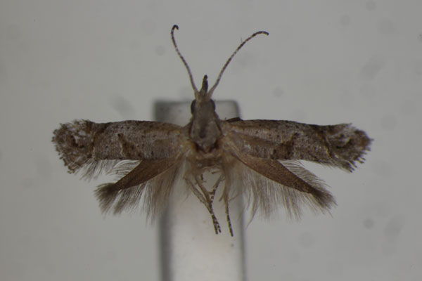 /filer/webapps/moths/media/images/A/africana_Deriaxenistis_PT_BMNH.jpg