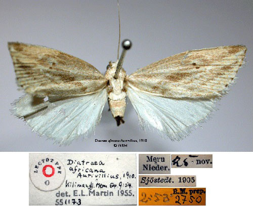 /filer/webapps/moths/media/images/A/africana_Diatraea_LT_SNHM_01.jpg