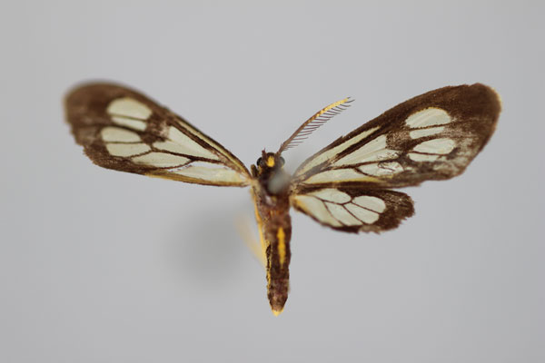 /filer/webapps/moths/media/images/A/africana_Eressa_HT_BMNH.jpg