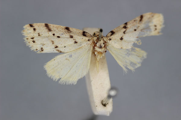 /filer/webapps/moths/media/images/A/africana_Eugoa_HT_BMNH.jpg