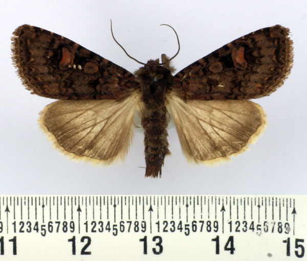 /filer/webapps/moths/media/images/A/africana_Heliophobus_AM_BMNH_02.jpg