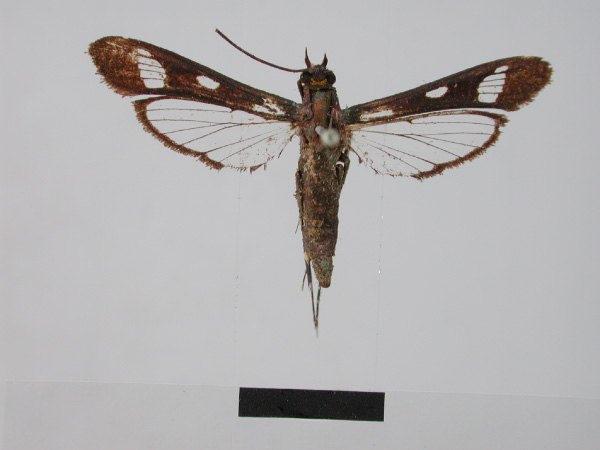 /filer/webapps/moths/media/images/A/africana_Macrotarsipus_ST_ZMHB.jpg