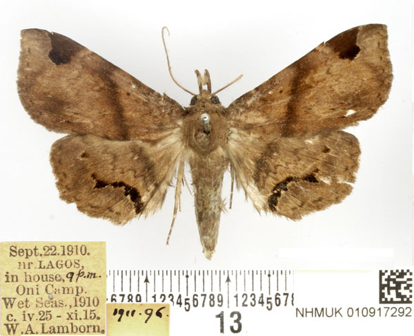 /filer/webapps/moths/media/images/A/africana_Mecodina_AM_BMNH.jpg
