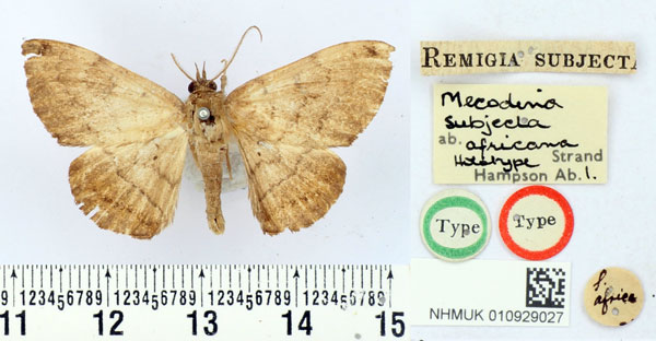 /filer/webapps/moths/media/images/A/africana_Mecodina_HT_BMNH.jpg