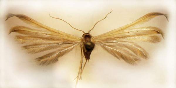 /filer/webapps/moths/media/images/A/africanus_Pterophorus_HT_BMNH.jpg