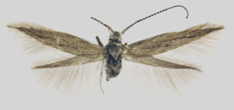 /filer/webapps/moths/media/images/A/afrobrunnea_Coleophora_HT_ZMHB.jpg