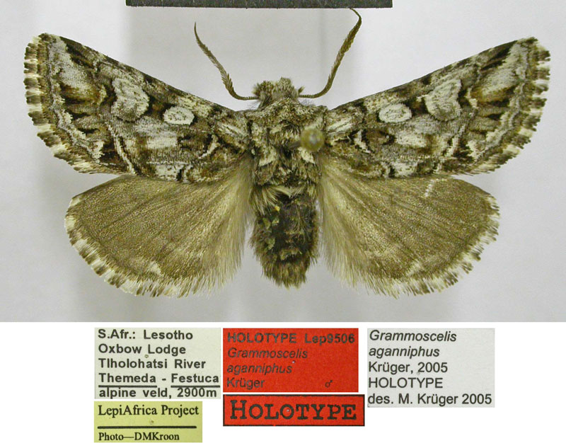 /filer/webapps/moths/media/images/A/aganniphus_Grammoscelis_HT_TMSA.jpg