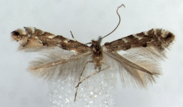 /filer/webapps/moths/media/images/A/agassizi_Phyllonorycter_HT_RMCA.jpg