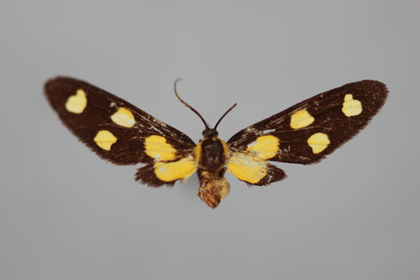 /filer/webapps/moths/media/images/A/agatha_Maculonaclia_HT_BMNH.jpg