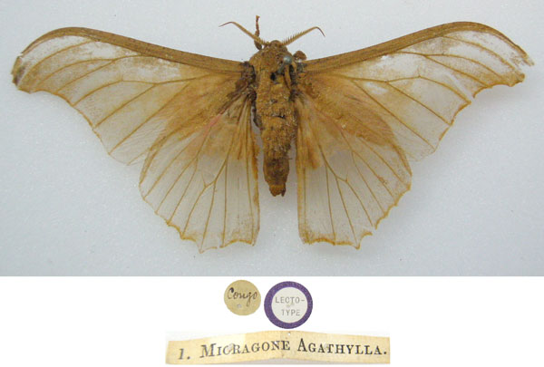 /filer/webapps/moths/media/images/A/agathylla_Saturnia_HT_NHMUKa.jpg