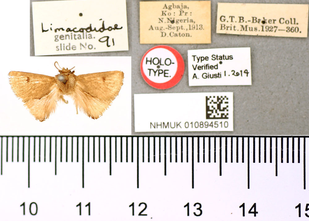 /filer/webapps/moths/media/images/A/agbaja_Narosana_HT_BMNH.jpg
