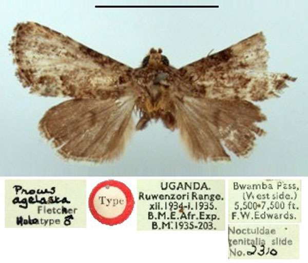 /filer/webapps/moths/media/images/A/agelasta_Procus_HT_BMNH.jpg