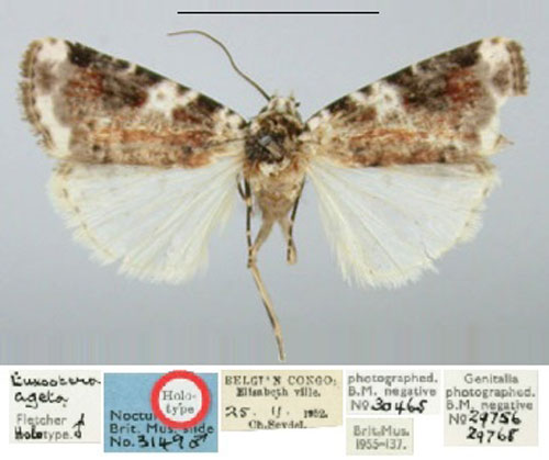 /filer/webapps/moths/media/images/A/ageta_Euxootera_HT_BMNH.jpg