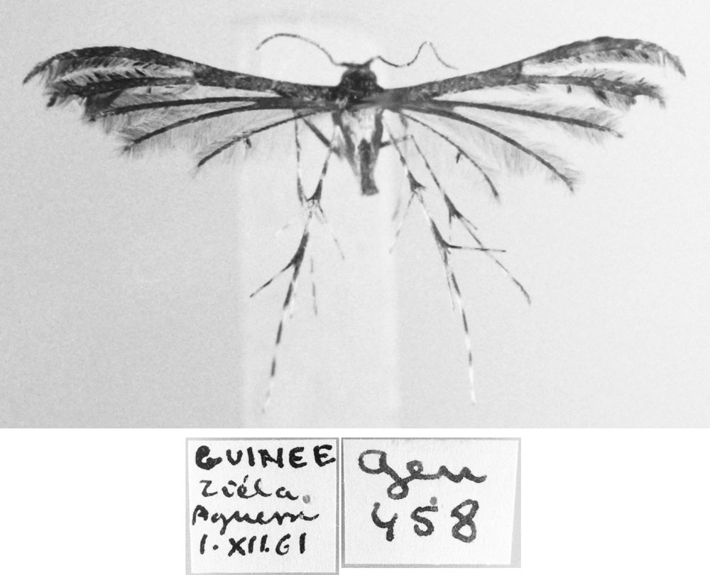 /filer/webapps/moths/media/images/A/aguessei_Oxyptilus_HT_MNHN.jpg