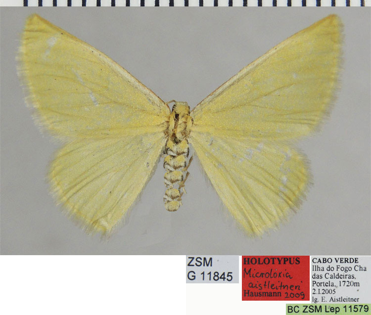 /filer/webapps/moths/media/images/A/aistleitneri_Microloxia_HT_ZSMa.jpg