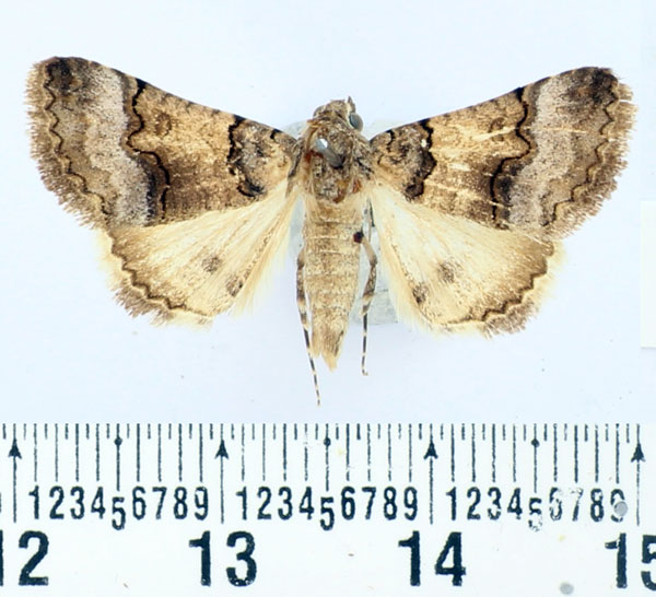 /filer/webapps/moths/media/images/A/alabuensis_Tytroca_AF_BMNH.jpg