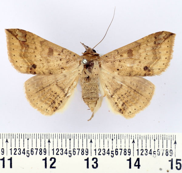 /filer/webapps/moths/media/images/A/albangula_Ericeia_AF_BMNH.jpg